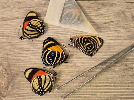 Callicore Species- "Number Wings" Butterfly