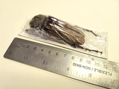 HUGE Xixuthrus microcerus longhorn beetle