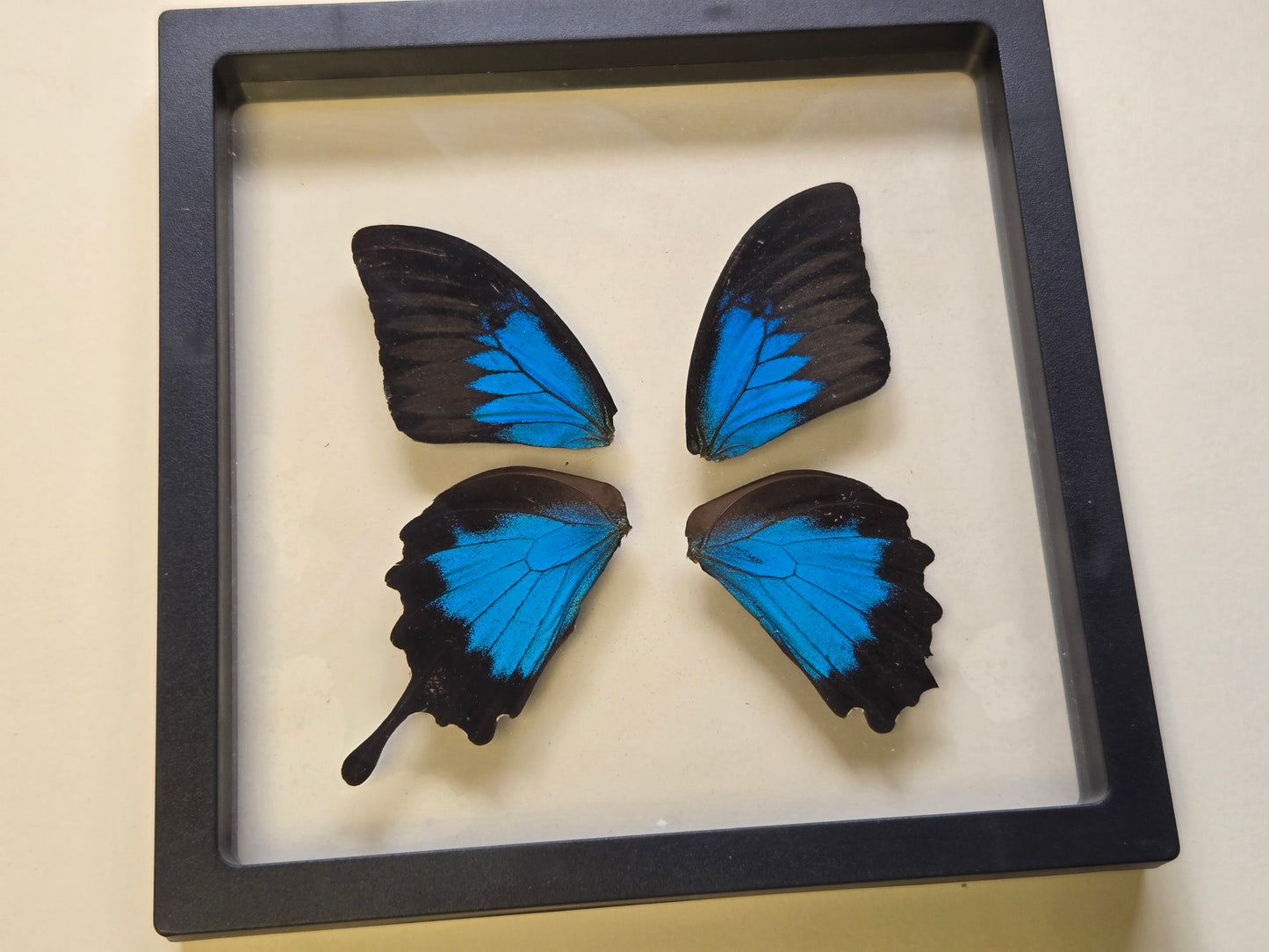 Real Papilio ulysses Wing Set (Damaged)