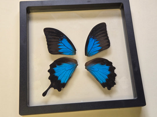 Real Papilio ulysses Wing Set (Damaged)