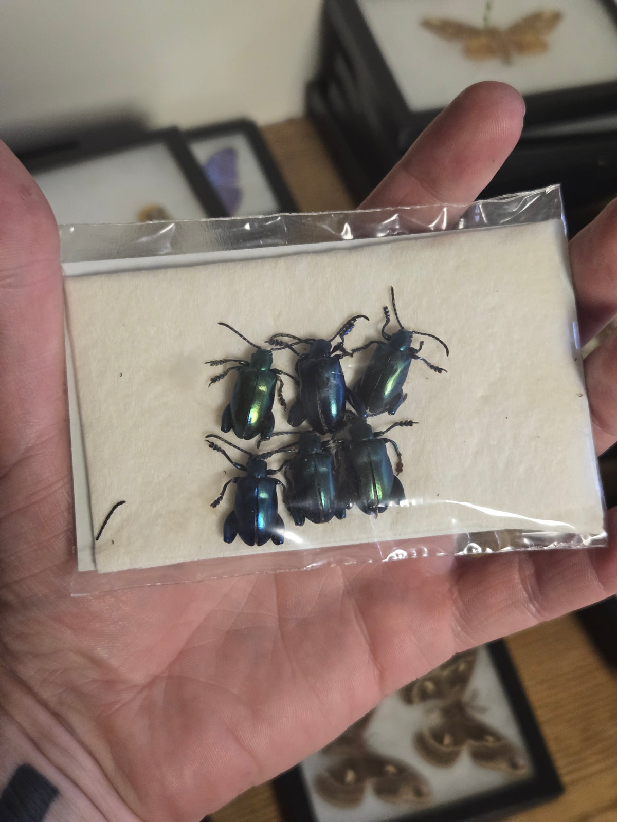 Sagra femoralis Blue/Green Pack of 6