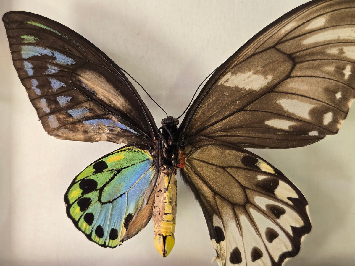 Ornithoptera p. urvillianus Gynandromorph WORLD RARITY!