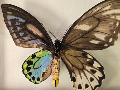 Ornithoptera p. urvillianus Gynandromorph WORLD RARITY!