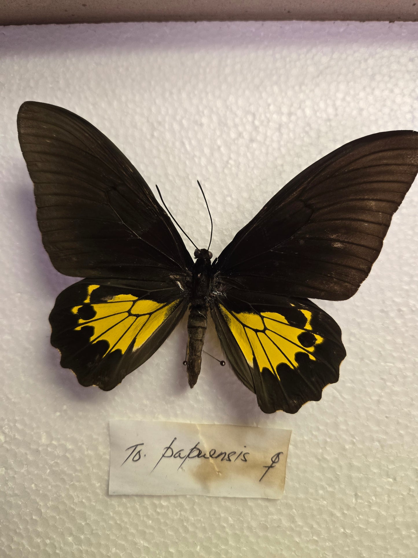 Spread Troides oblongomaculatus papuensis birdwing butterfly, Lot 322