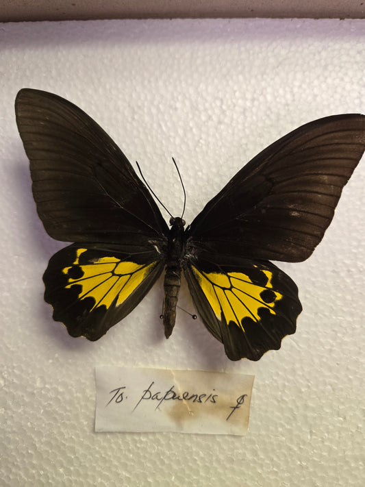 Spread Troides oblongomaculatus papuensis birdwing butterfly, Lot 322