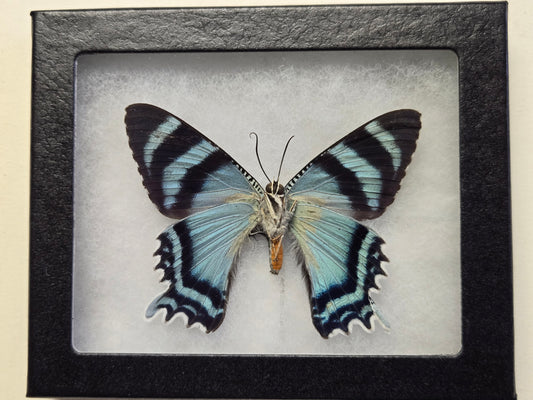Framed Alcides agathyrsus, Dayflying Moth Verso Mount