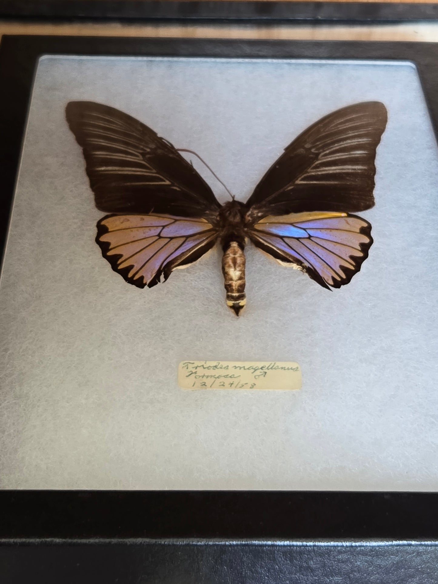 Iridescent Vintage Troides magellanus Birdwing Butterfly