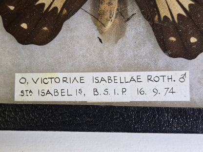 Ornithoptera victoriae isabellae PAIR, Birdwings- Historical Significance