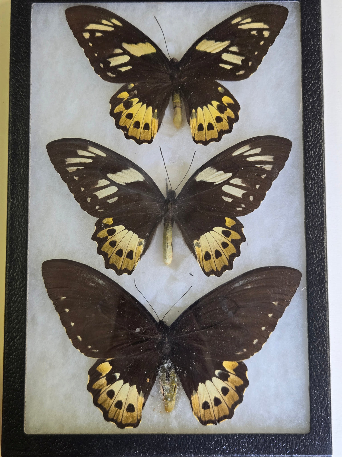 Ornithoptera priamus female variants Set of 3