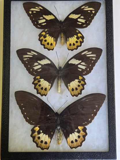 Ornithoptera priamus female variants Set of 3