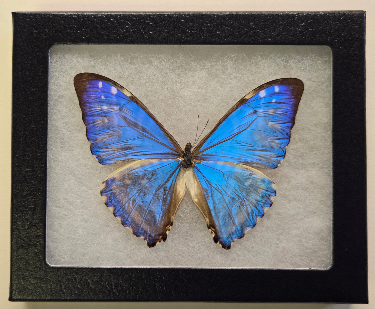 Framed Blue Morpho zephyritis