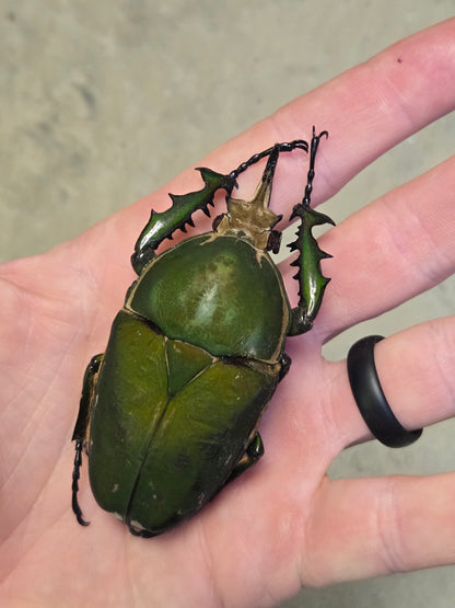 Mecynorhina torquata 75mm Male A-