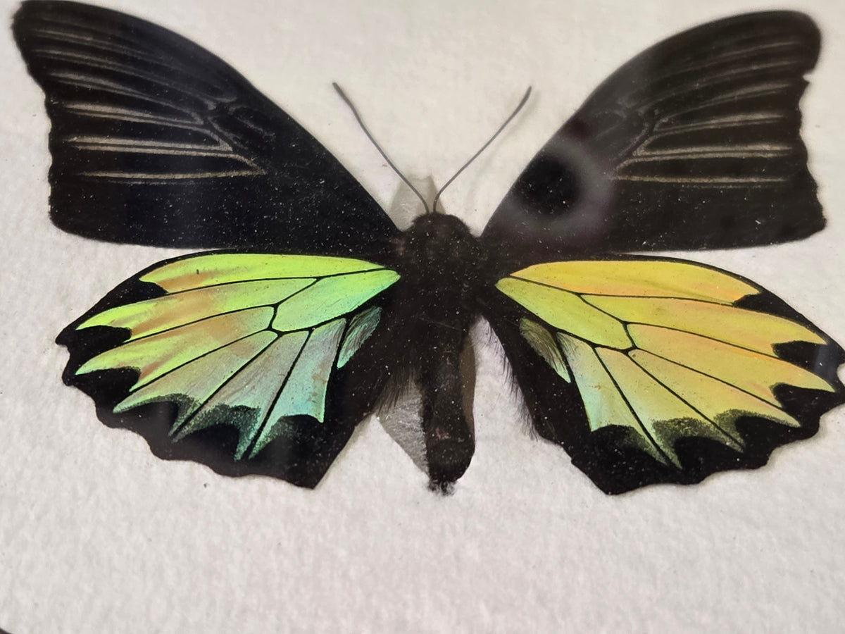 Framed RARE Troides prattorum BIRDWING PAIR -Buru Is., 1985-86