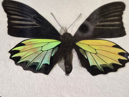 Framed RARE Troides prattorum BIRDWING PAIR -Buru Is., 1985-86