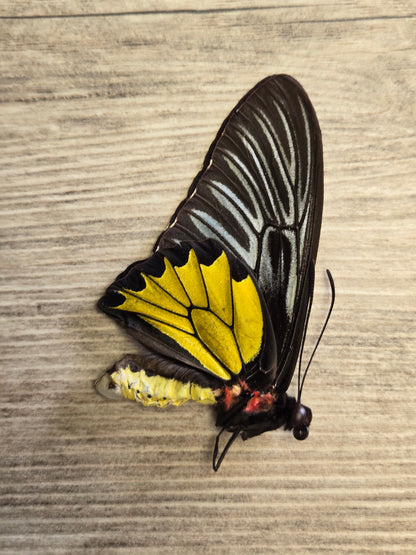 Troides rhadamantus, "Golden Birdwing", Wings Closed