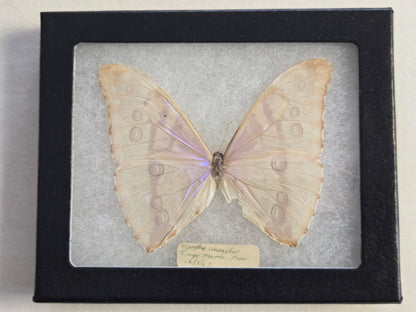 Vintage 1967 Morpho aurora Framed