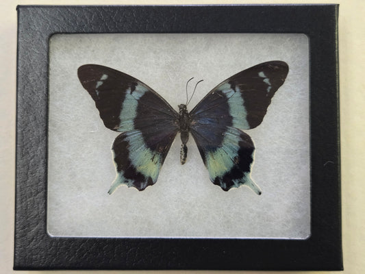 Framed Papilio laglazei Male RARE!