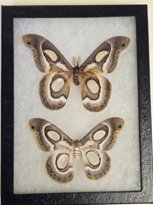 Framed Epiphora mythimnia, White-Ringed Saturn Moth PAIR