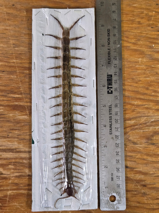 Scopendra subspines BIG centipede DAMAGED