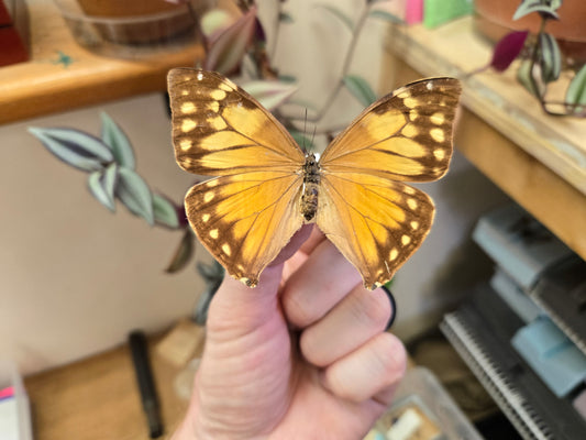 Female Morpho aega, Spread  LOT 441