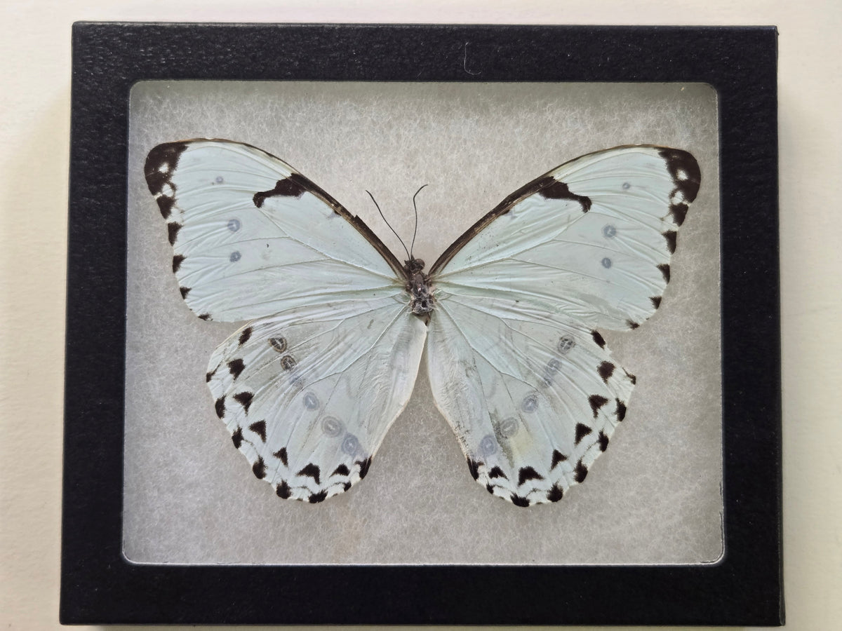 Framed Morpho catenarius (White Morpho)