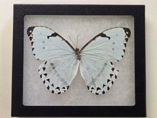 Framed Morpho catenarius (White Morpho)