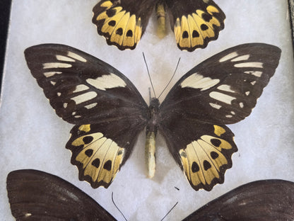 Ornithoptera priamus female variants Set of 3