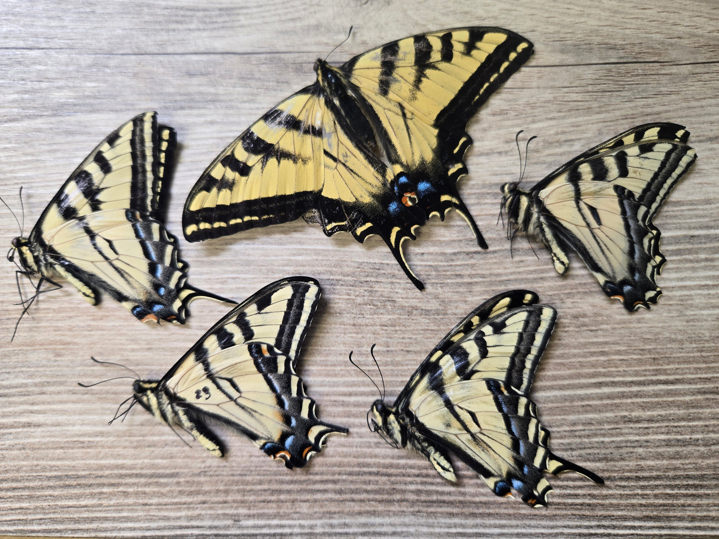 Tiger Swallowtail, NATURAL DEATH, Papilio glaucus