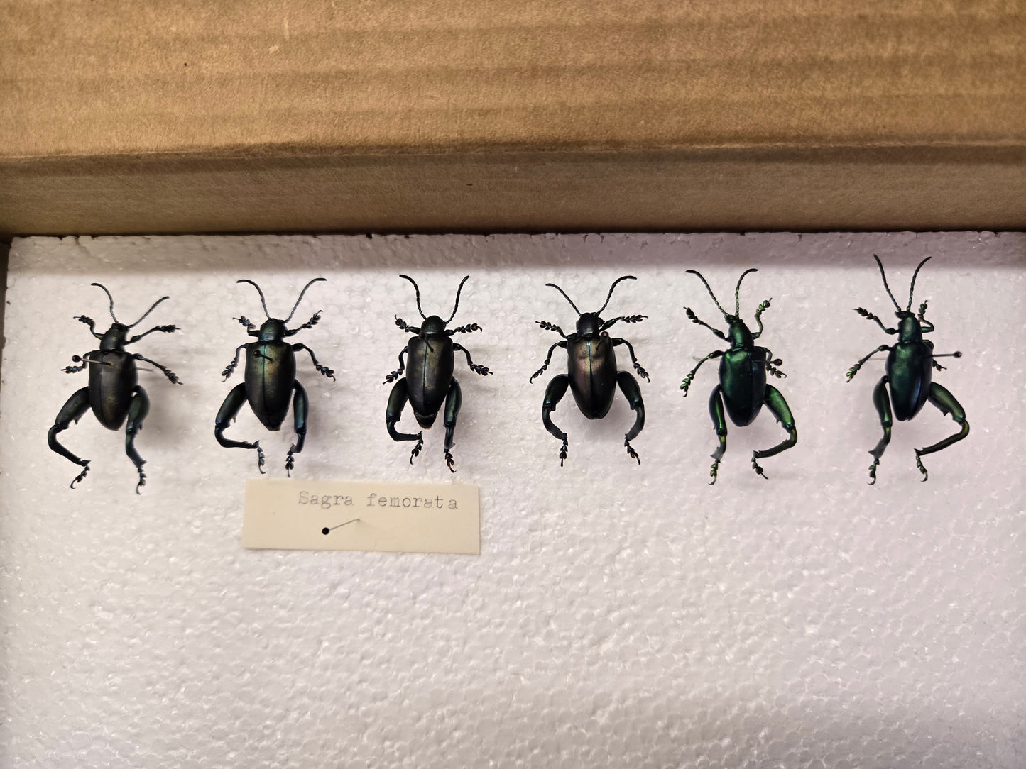 Box of Frog Leg Beetles, Lot 328
