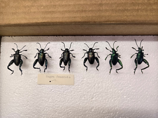 Box of Frog Leg Beetles, Lot 328