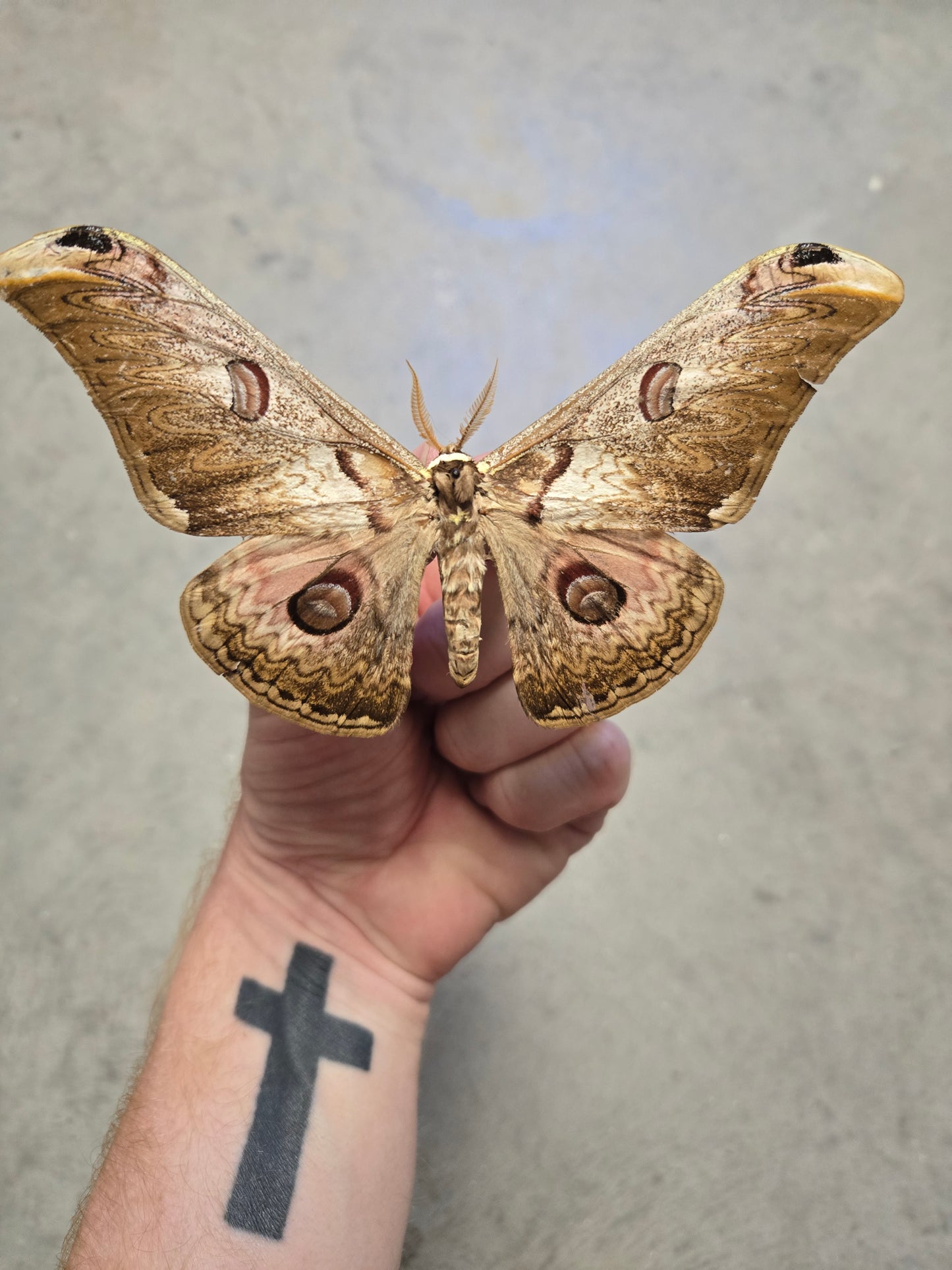 Saturnia rinaca zuleika Moth, BIG!