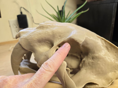 Sabertooth Tiger Skull Misprint