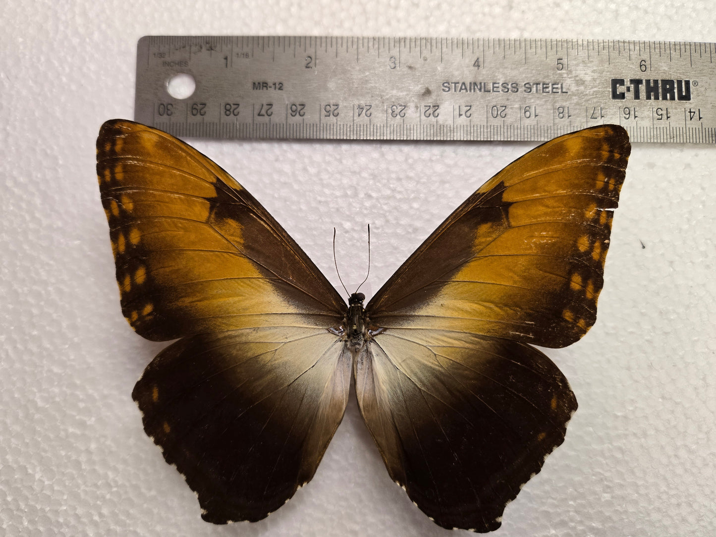 Spread Morpho hecuba male, Lot 334