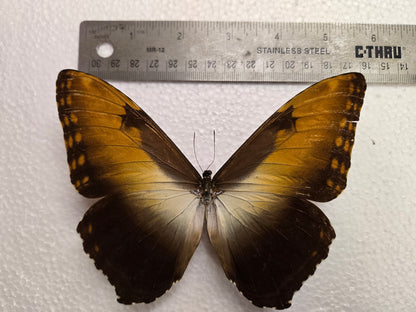 Spread Morpho hecuba male, Lot 334