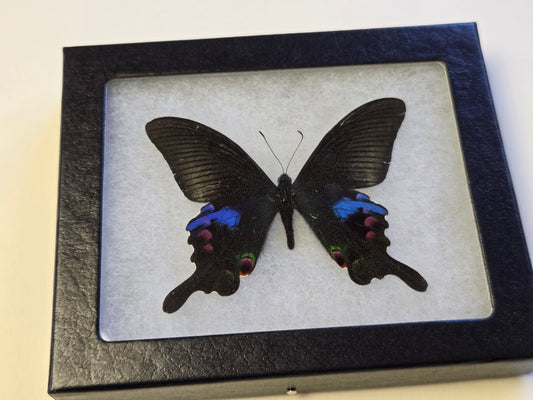 FRAMED Papilio arcturus, Blue Peacock