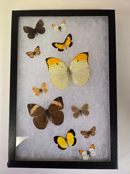 Framed 12"x8.5" Butterflies