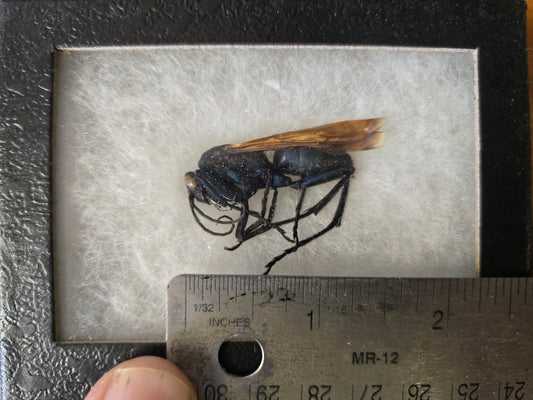 Framed Huge Tarantula Hawk Wasp (Pepsis spp.)