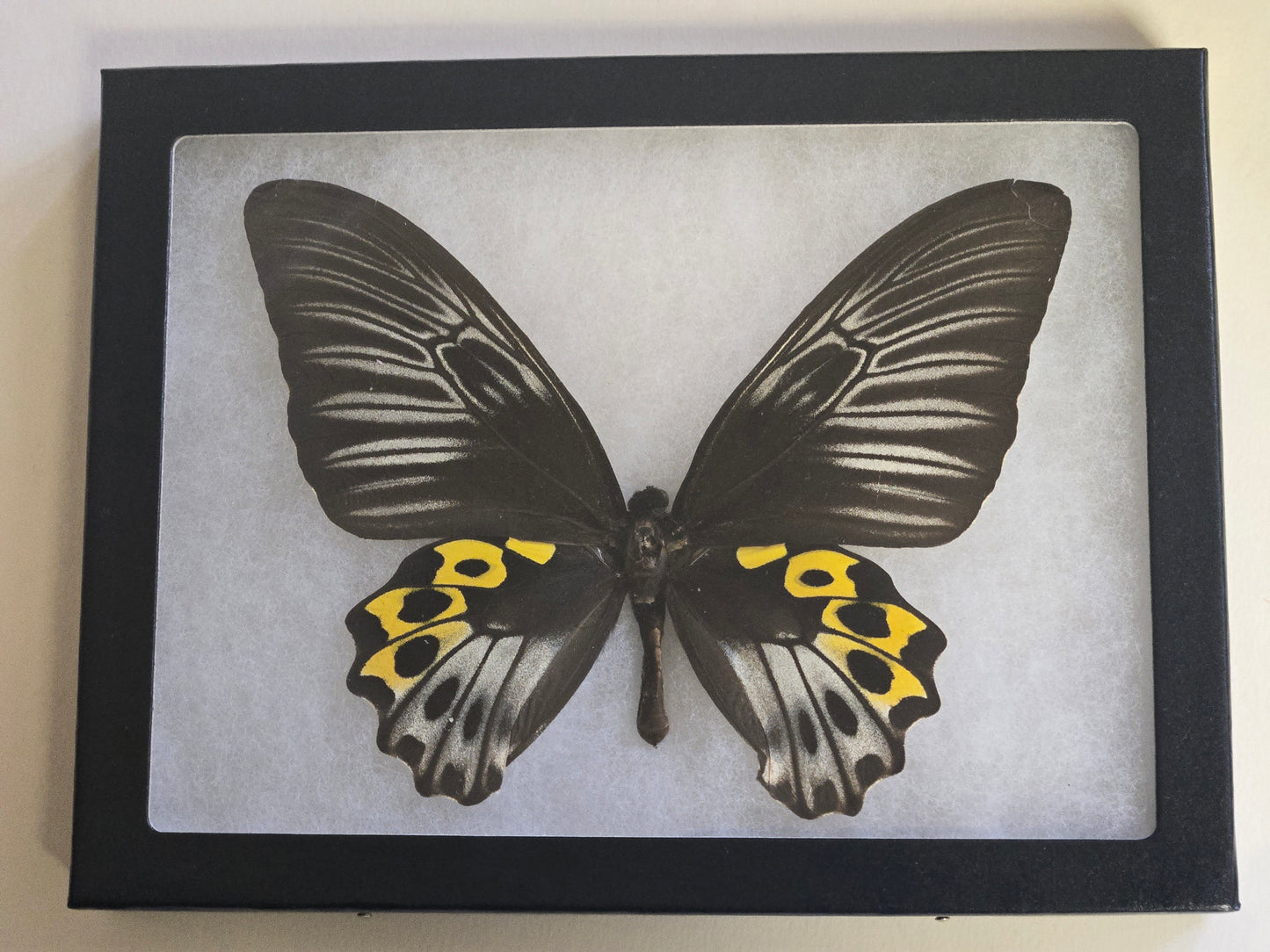 RARE Framed Troides hypolitus Birdwing Butterfly