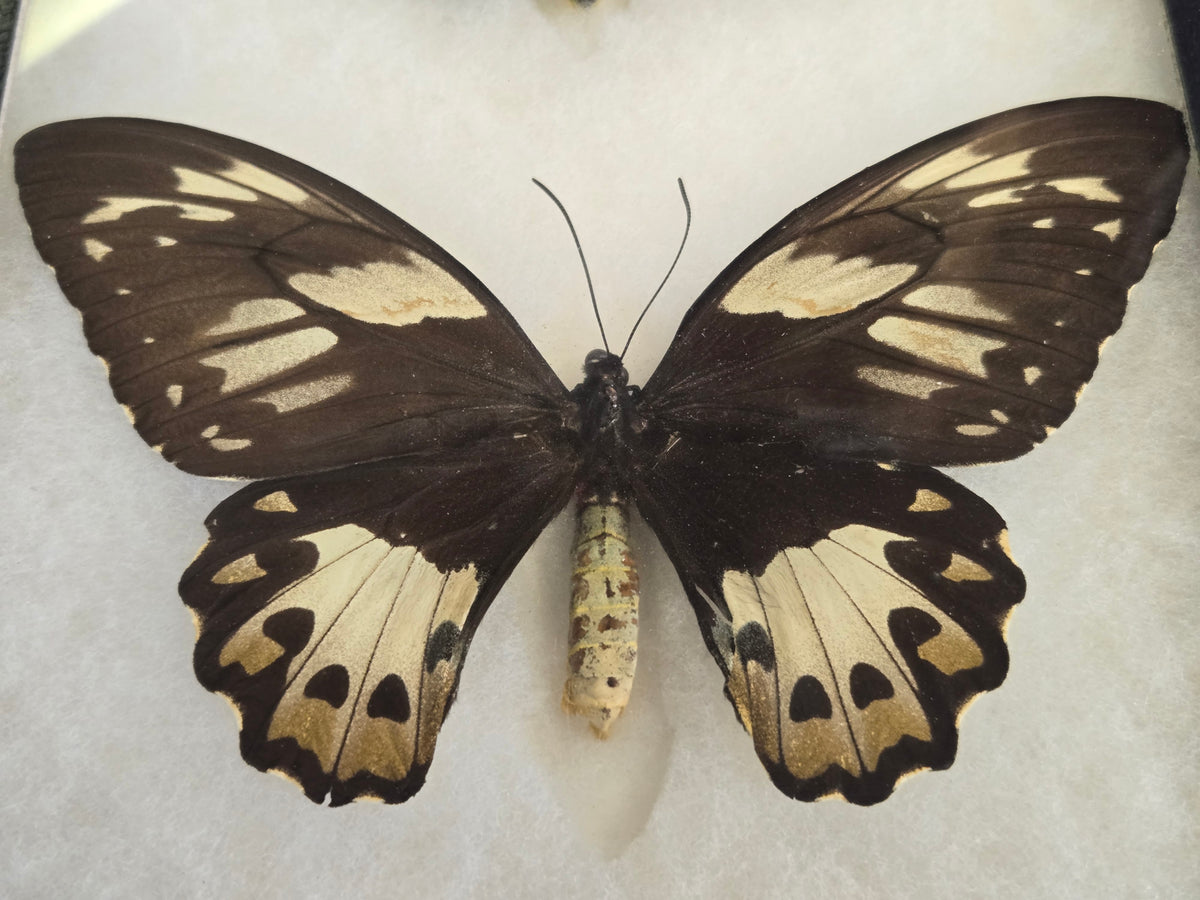 Ornithoptera priamus hecuba, Birdwing PAIR- Kai Island, 1999