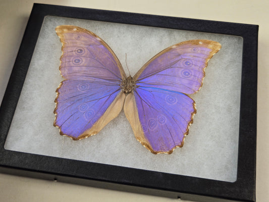 Vintage 1967 Blue Morpho didius Butterfly Framed