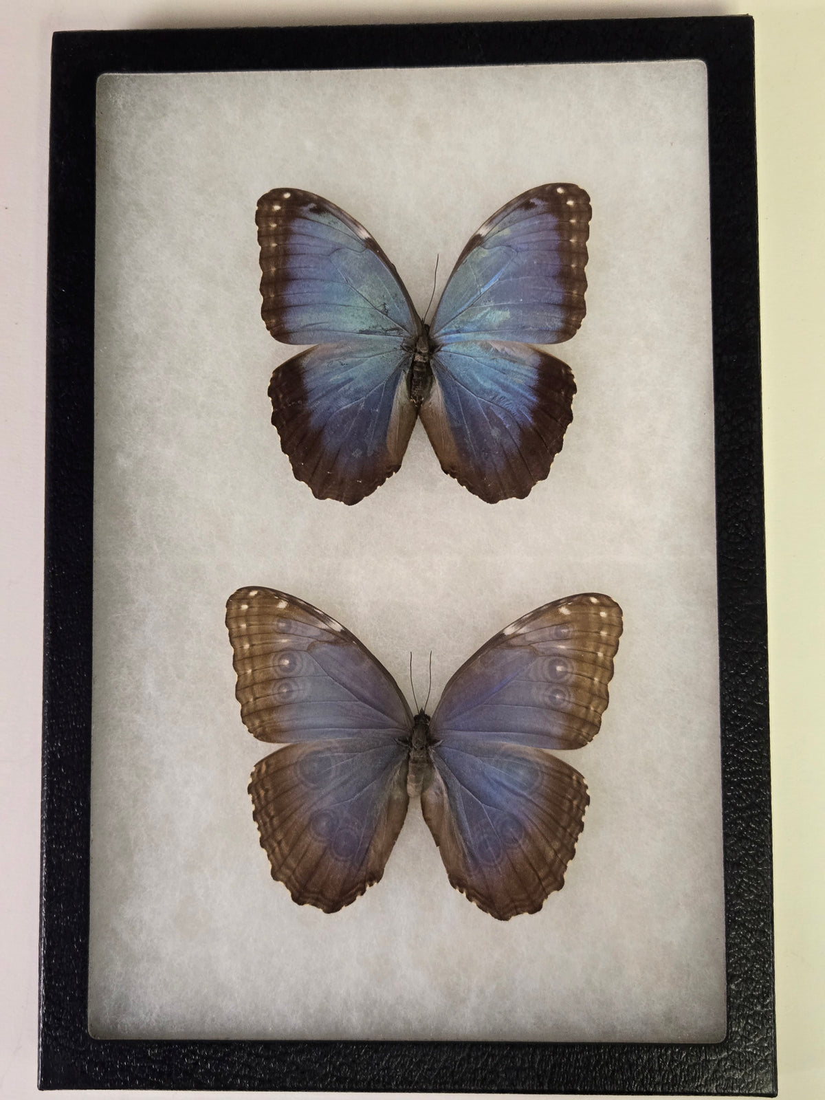 Framed Blue Morpho peleides PAIR Male/Female