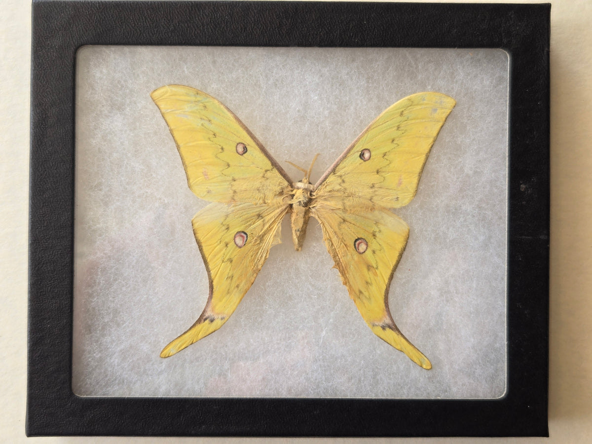 Framed Actias heterogynus Moon Moth