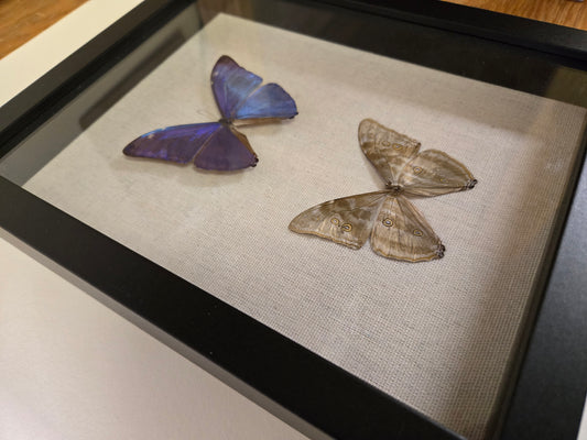 Shadowbox Framed Blue Morpho adonis 11"x9" Two Butterflies