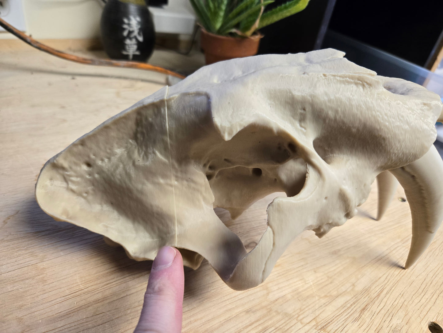 Misprint Saber-tooth Tiger Skull Exact Replica