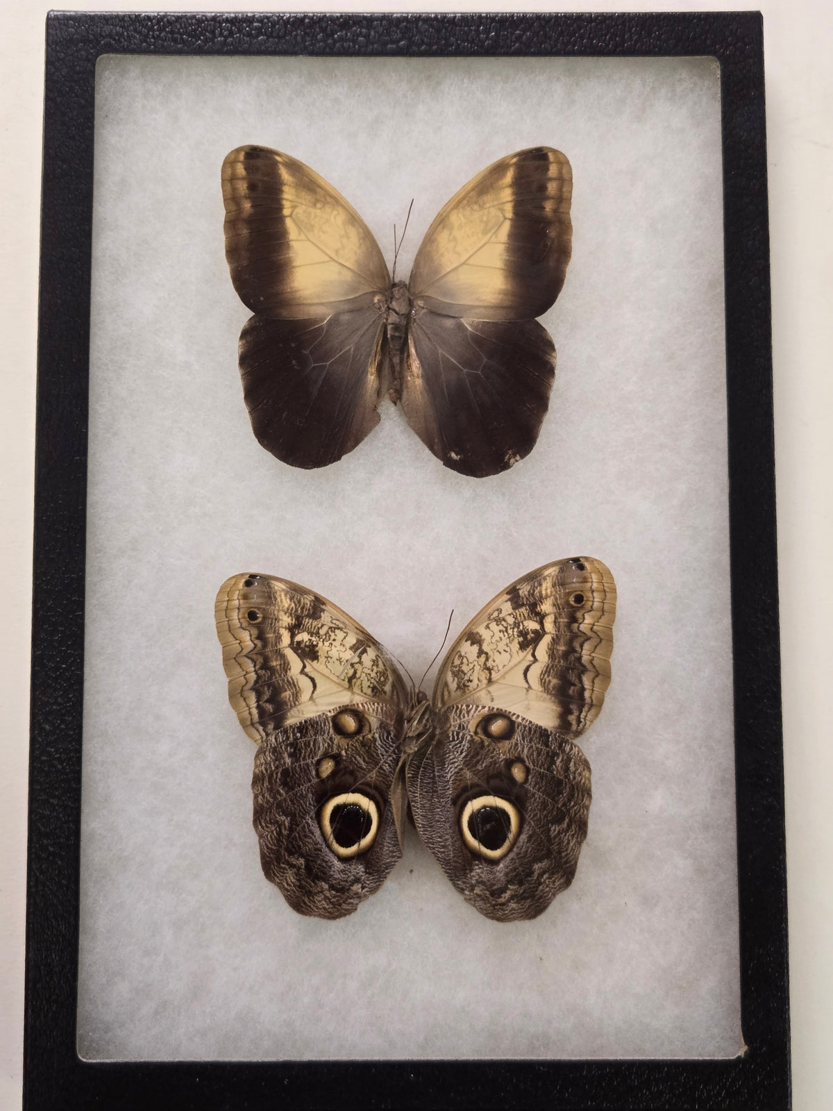 Framed Owl Butterfly, Caligo memnon