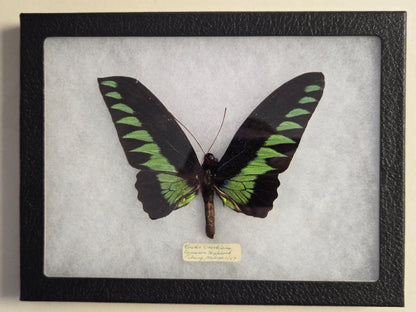 Vintage 1967 Birdwing Butterfly Troides Brookiana Framed