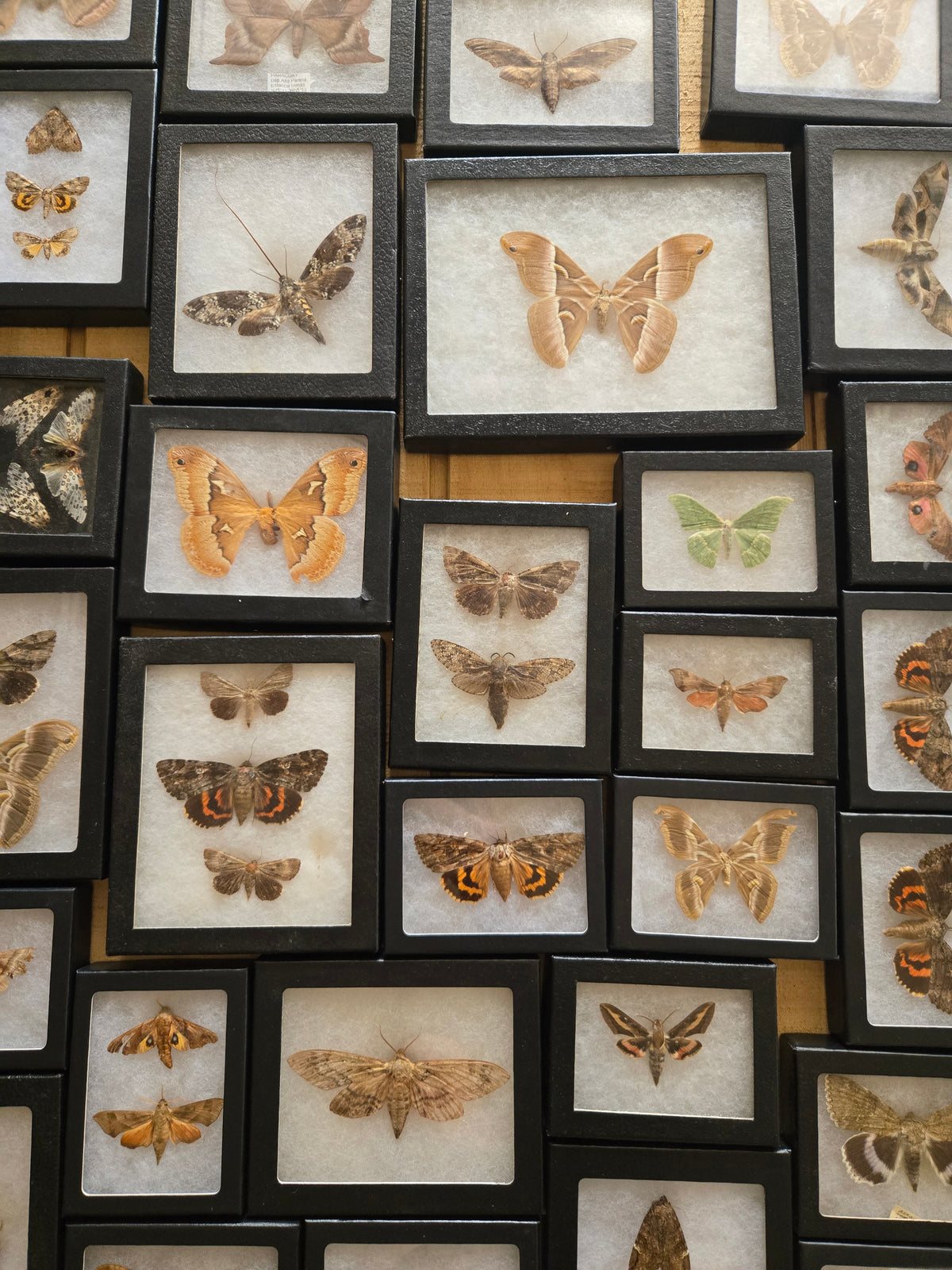 Vintage Framed Moths