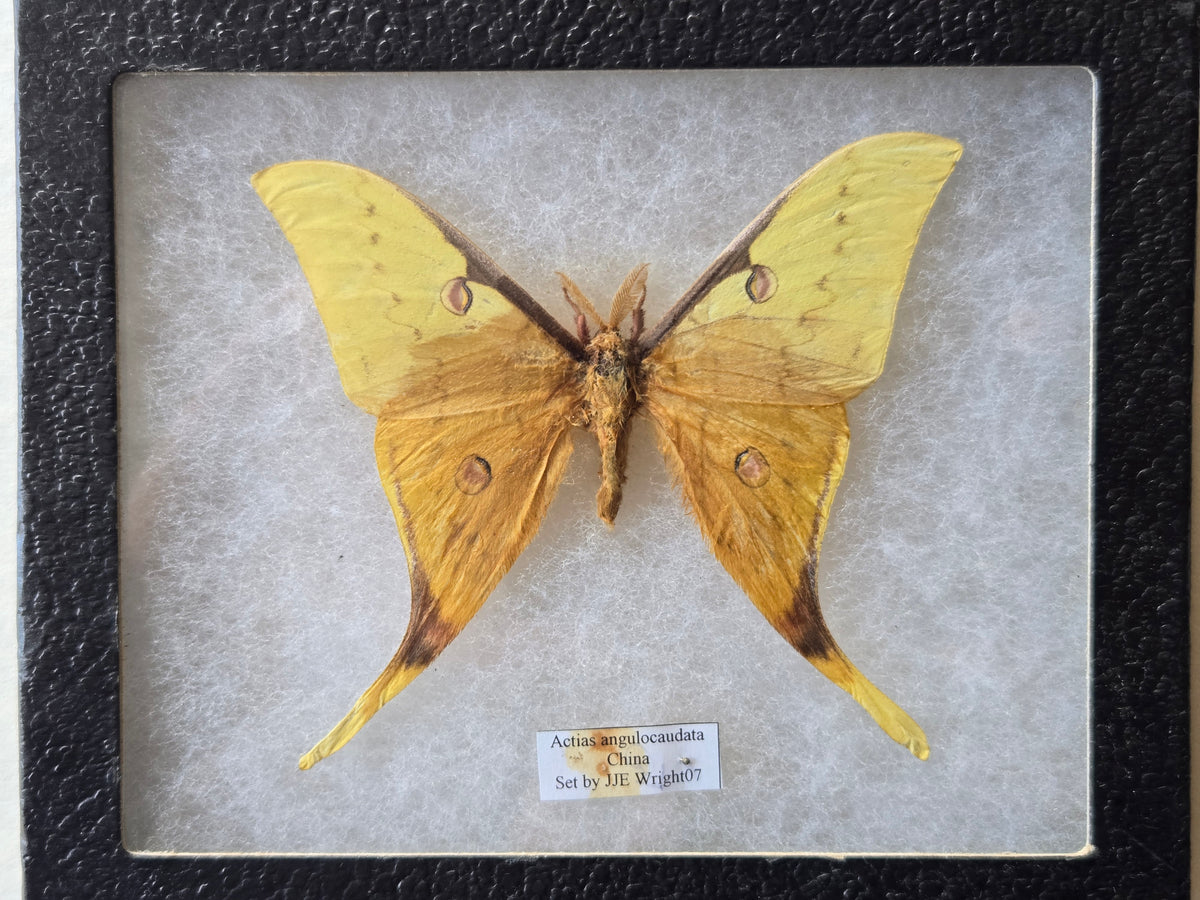 Framed Actias anglocaudata, RARE Moon Moth