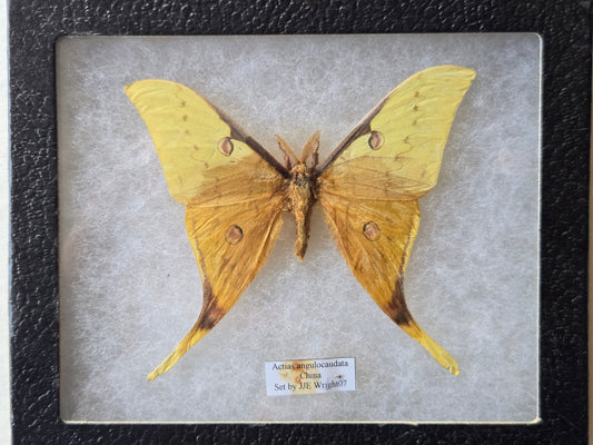 Framed Actias anglocaudata, RARE Moon Moth