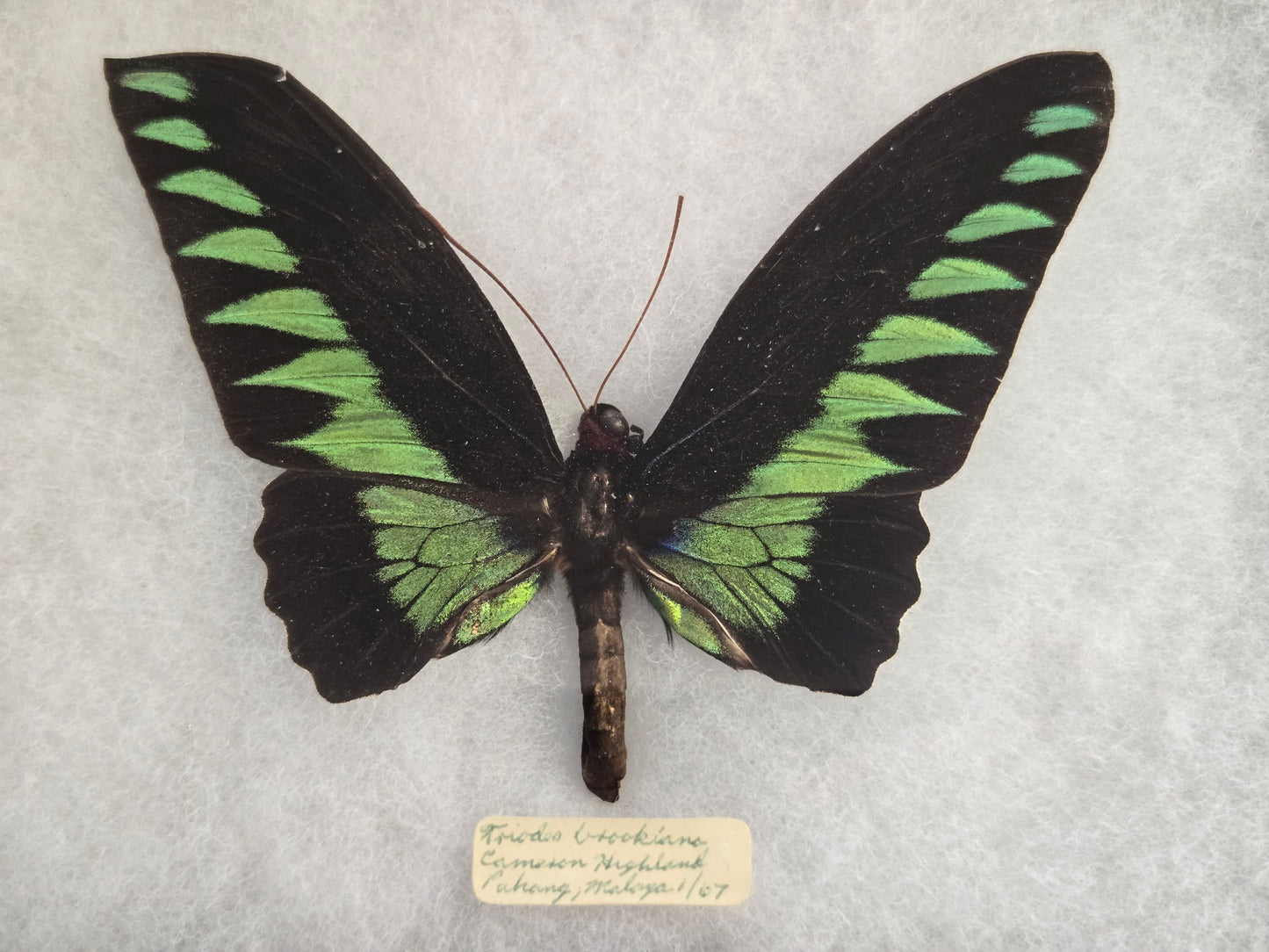 Vintage 1967 Birdwing Butterfly Troides Brookiana Framed